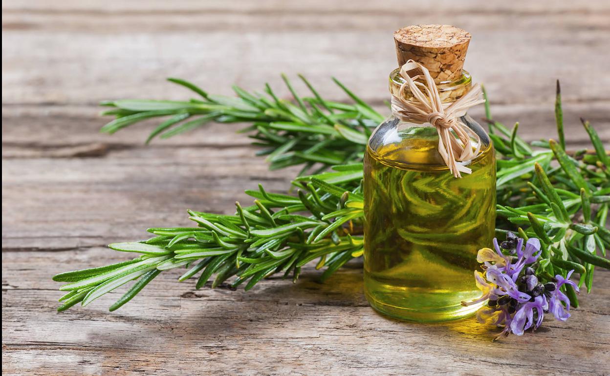 ADELGAZAR RÁPIDO: infusión de romero | La infusión diurética que